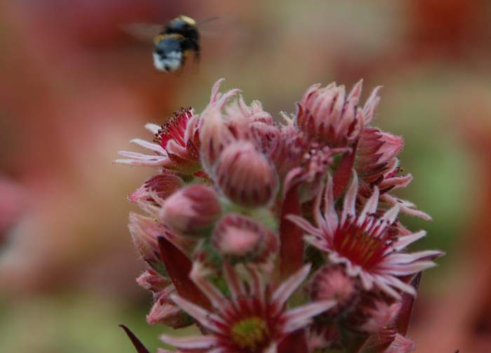 Sempervivum Dachwurz Hauswurz